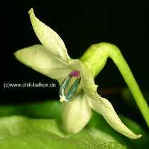 Capsicum frutescens - Tabasco Blte