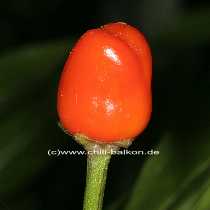 Bolivian Rainbow - Capsicum annuum