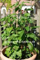 Chili im Kbel