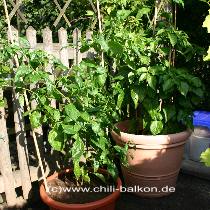 Chili im Kbel