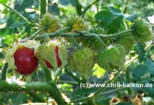Litchi-Tomate