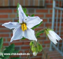 Litchi-Tomate weisse Blte