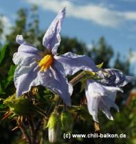 Litchi-Tomate violette Blte