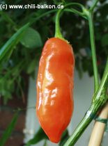 Aji White Wax