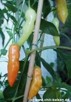 Aji White Wax Farbverlauf