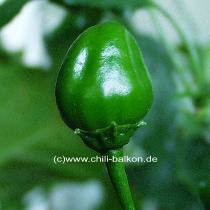 Aji # 4 - unreife Frucht - C. baccatum 