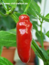 Aji largo - Capsicum pubescens