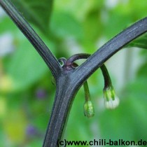 Aji Peru Stengelfarbe