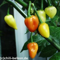 Aji Peru Farbverlauf