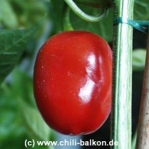 Aji Picante - Capsicum pubescens