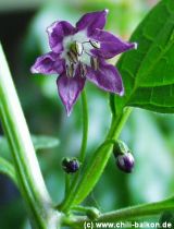 Rocoto Aji Picante Blte