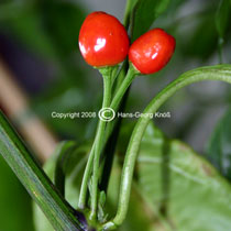 Aji # 10 reif - Capsicum baccatum var. pendulum