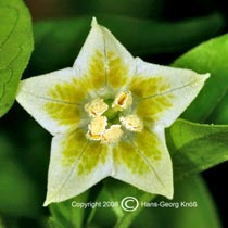 Aji # 10 Blte - Capsicum baccatum var. pendulum