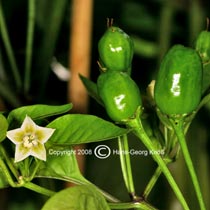 Aji # 10 unreif - Capsicum baccatum var. pendulum