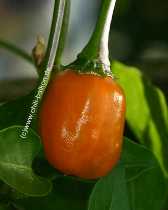 Aji # 6 - Capsicum baccatum