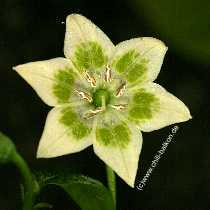 Blte der Aji #6 - Capsicum baccatum