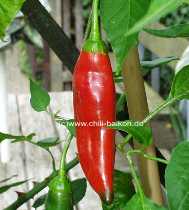 Aji # 7 - Capsicum baccatum 