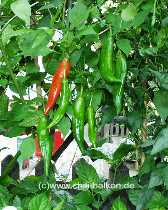 Aji # 7 - Capsicum baccatum - Pflanze