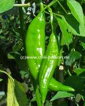 Aji # 7 - Capsicum baccatum - unreif