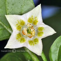 Aji # 9 - Capsicum baccatum