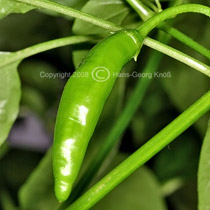 Aji # 9 - Capsicum baccatum