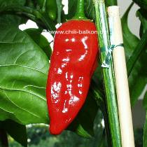 Aji Angelo - C. baccatum