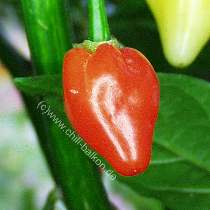 Aji Peru - C. baccatum