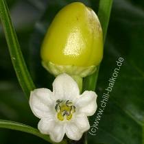 Alma Paprika - C. annuum - Blte