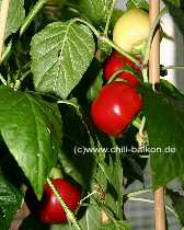 Alma Paprika - C. annuum - Pflanze