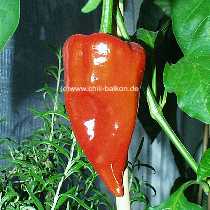 Ancho San Luis - Capsicum annuum