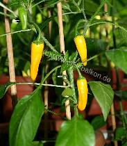 C. annuum # 4 Pflanze