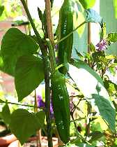 Caribbean Country pepper - C. annuum - unreif