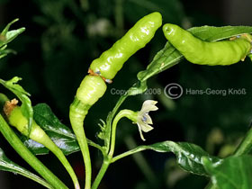 Aribibi Gusanito - C. chinense