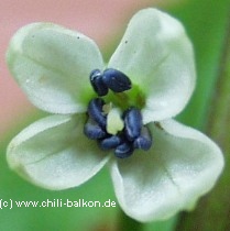 C. chinense Blte mit blauen Staubgefssen