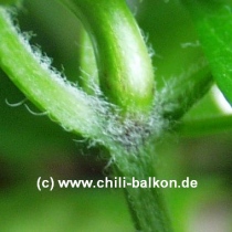 Behaarte Stiele der C. annuum # 1