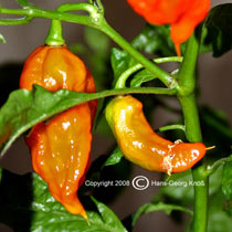 Bhut Jolokia - Capsicum chinense - Reife Frucht