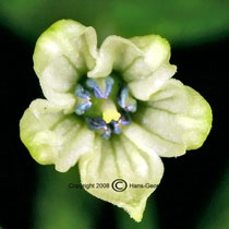 Bhut Jolokia - Capsicum chinense - Blte