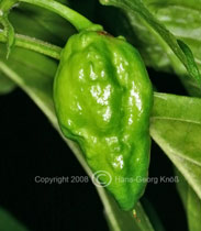 Bhut Jolokia - Capsicum chinense - Unreife Frucht