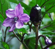 Black Namaqualand unreife Frucht