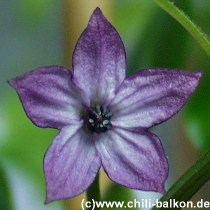 Bolivian Rainbow - Capsicum annuum -  Blte