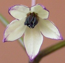 Blte einer Kreuzung der C. annuum