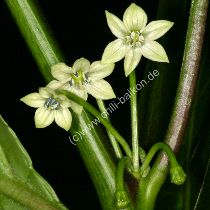 Burkina Yellow Blte