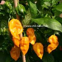 Carribean Hot - Capsicum chinense - Frchte