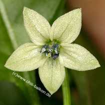 Carribean Hot - Capsicum chinense - Blte