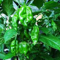 Carribean Hot - Capsicum chinense - unreife Frchte