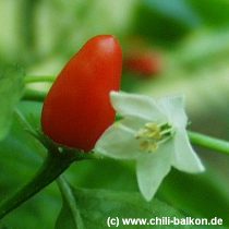 Capsicum chacoense