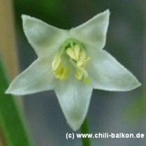 Capsicum chacoense - Blte