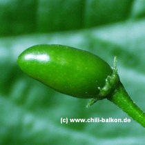 Capsicum chacoense - unreif