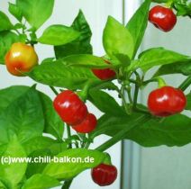 Pimenta de Cheiro procedente de Bahia - Capsicum chinense