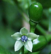 Pimenta de Cheiro procedente de Para - Blte